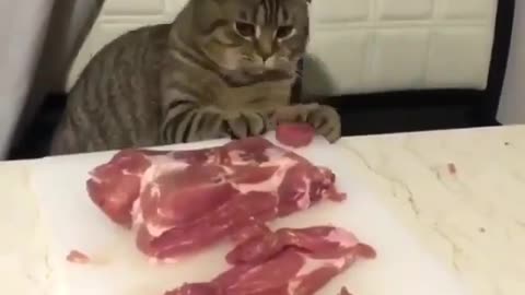 CAT PLAYING WITH A PIECE OF MEAT!