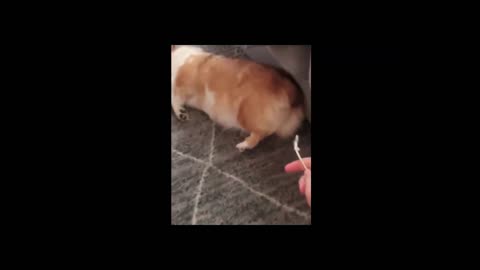 Corgi butt is a Plug.