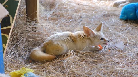 A beautiful date eats a carrot