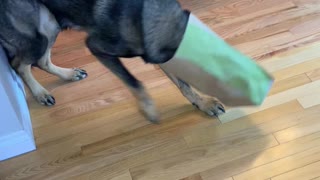 Dog Gets Head Stuck in Takeout Bag