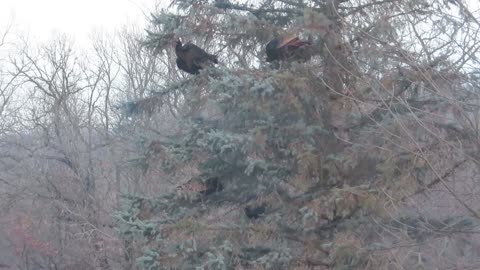 Wild Turkeys Never Seen them do this Before!