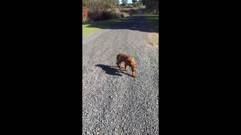 Mister Brown The Rhodesian Ridgeback; last day out in his baby collar