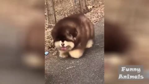 Funny Animals Doing Funny Things