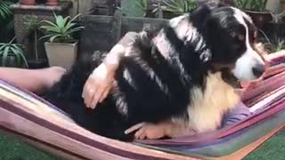 Huge dog on hammock