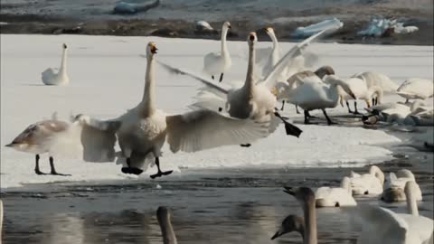 Tundra swan Birds Documentary