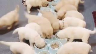 cute puppy feeding frenzy