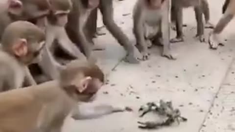 Monkeys 🐒🐒🐒and a Crab🦀🦀