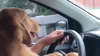 Driving Golden Retriever Puppy