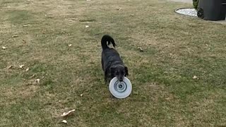 Daisy Catching Frisbee