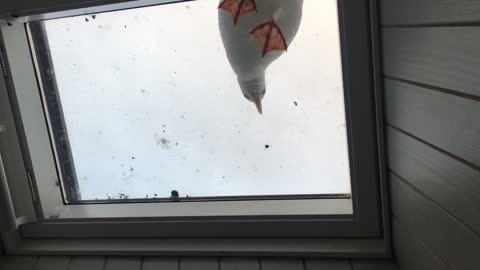 Duck trying to hunt drake from mirror window