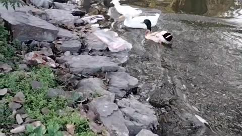 Ducks 🦆 Swimming Video By Kingdom of Awais