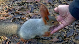 Siberia Squirrel Feeding