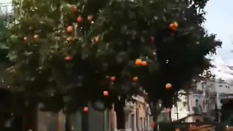 Amazing Machine Tree shaker Orange Harvester Shorts _1080p
