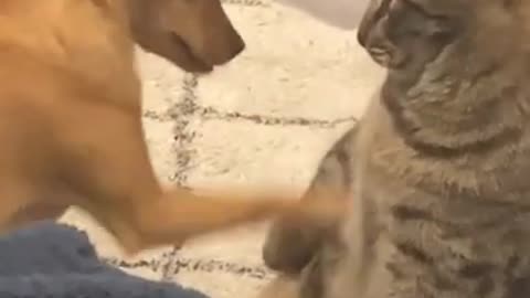 Dog And Cat Are Best Friends 😘 - Funny Cats And Dogs Videos 2021