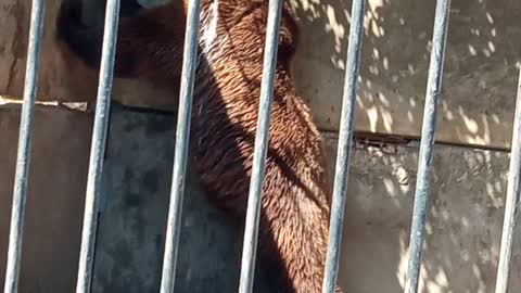 Bear bathes in the shower