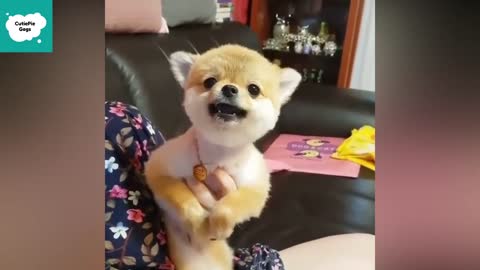 Funny and Cute Pomeranian - Cute and Funny Puppy Videos Compilation @16 _ CutieP