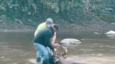 Two GIANT WHITETAILS With Locked Antlers