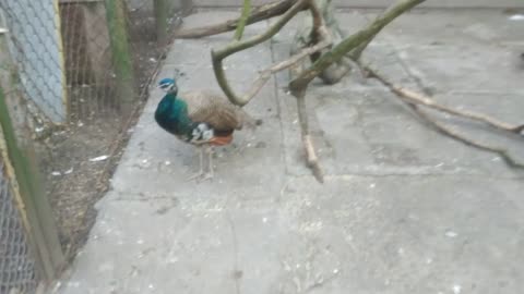 Little peacock walks in the aviary.