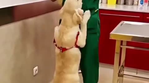 Let's go to the vet