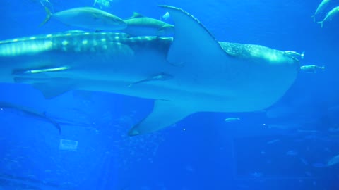 Whale swimming with babies