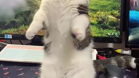 A Beautiful Cat Dancing