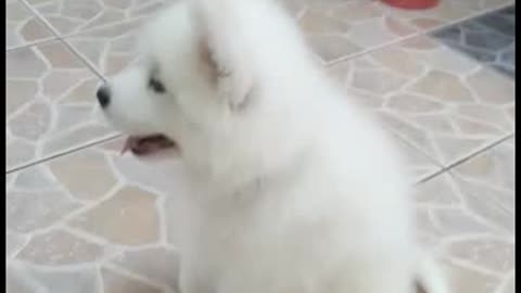 Pablo, my cute samoyed