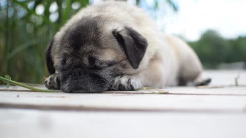 Close-Up View of a Sleeping Brown Pug