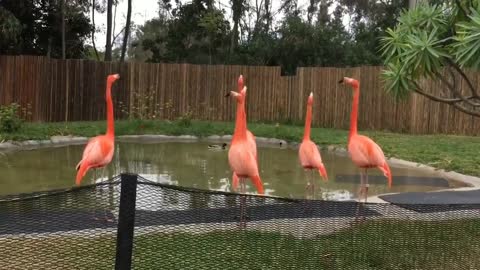 Group of flamingos being filmed in their habitats