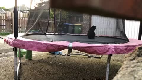 Cat plays on neighbors trampoline