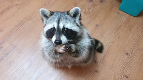 Raccoon rubs his small hands and ask for a treat.