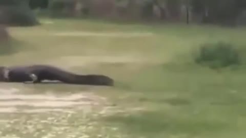 Horse vs Gator