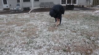 Comfort Retriever's First Day in the Snow