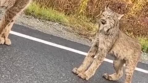 Lynx Face off in the Middle of the Road