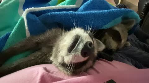 Twin Raccoons Sleeping