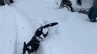 Dog Leaps into Unexpectedly Deep Snow