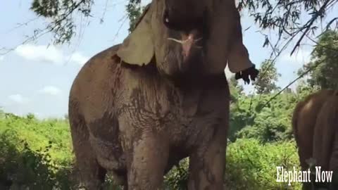 Elephant Eats A leaf in A Forest.