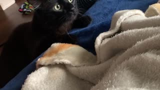 Seemingly Vicious Kitty Ambush Turns Heartfelt Between Buds