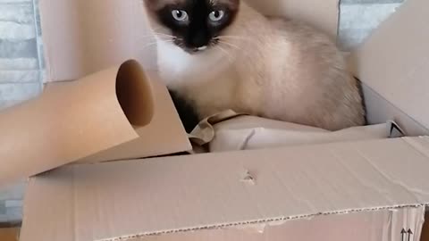 a cat in the box