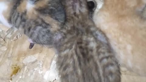 Newborn kitten - cutte Newborn kitten