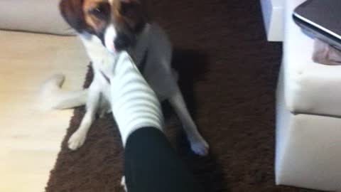 Dog Trick Socks