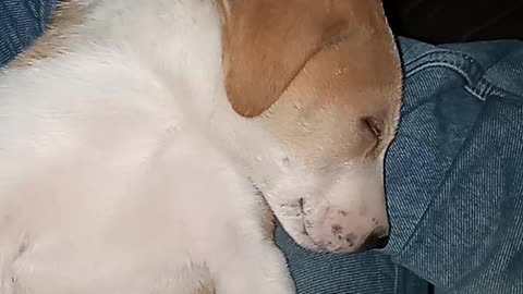 What a sleeping style of my dog puppy