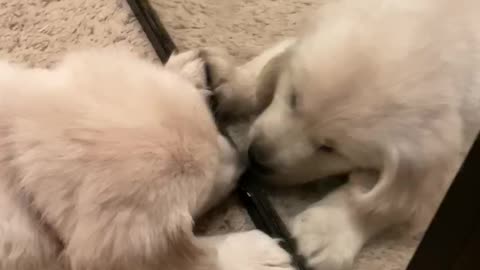 Puppy tries to make contact with mirror reflection
