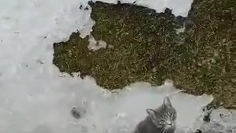 My funny cat fail to land on feet from window no cats gets harmed in the video