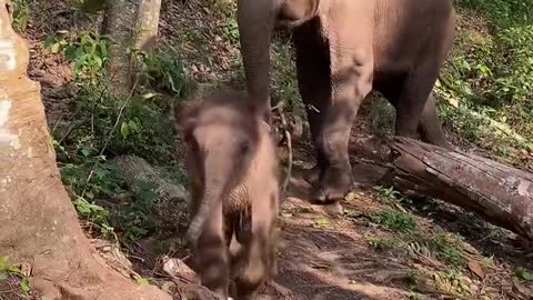 Elephant walking through the woods