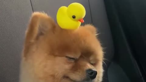 Adorable Puppy Rides With Toy Duckling On Its Head