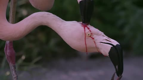 flamingos feeding.