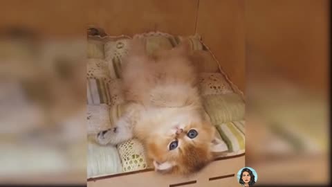 Cute little Cats will make you Smile for 5 mins
