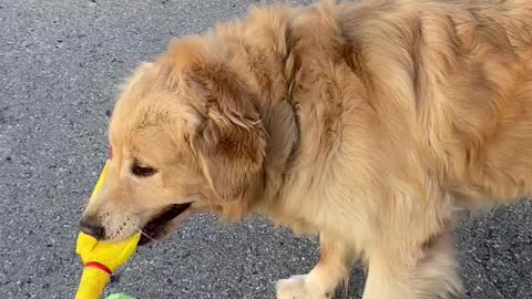 Golden retriever Vs squawking chicken