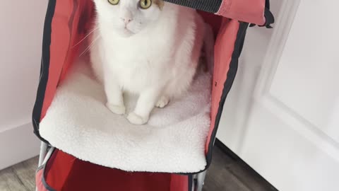 Kitty Begs to Go Walking in His Stroller