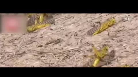The second wave of locust swarms in Pakistan is forming